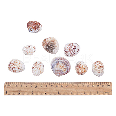 1 Box Scallop Seashells Clam Shell Dyed Beads with Holes for Craft Making 40-50pcs BSHE-YW0001-01-1