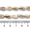 Natural Freshwater Shell Beads Strands SSHEL-B002-13-4