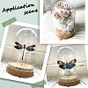 Glass Dome Cover AJEW-SC0001-62-5