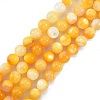 Natural Golden Yellow Shell Beads Strands SSHEL-G024-01D-1