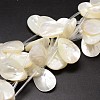 Natural Trochid Shell/Trochus Shell Beads Strands SSHEL-K009-12-1