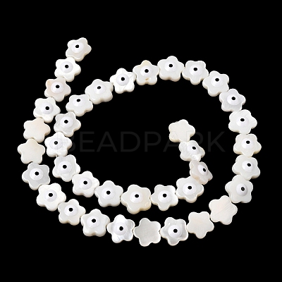 Natural Freshwater Shell Beads Strands SHEL-A006-03E-1