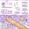 Transparent Spray Painted Glass & Acrylic Beads Kits GLAA-NB0001-82-2