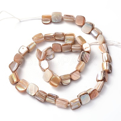 Erose Natural Shell Beads Strands X-PBB071Y-1