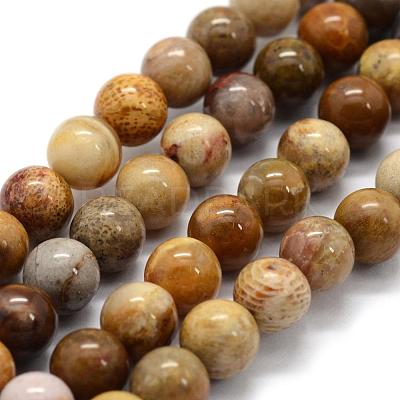 Natural Fossil Coral Beads Strands G-G763-12-10mm-1