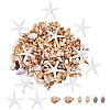 Natural Shell & Starfish Resin Cabochons Decorations SHEL-AR0001-13-1