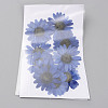 Pressed Dried Flowers DIY-WH0308-412E-1-2
