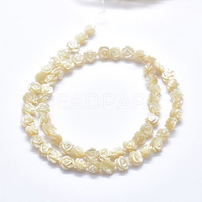 Shell Bead Strands SSHEL-P015-01B-8mm-1