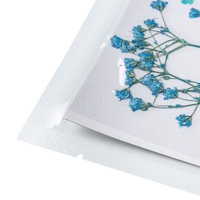 Pressed Dried Flowers DIY-F076-01A-1