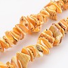 Natural Shell Bead Strands BSHE-P010-06-1
