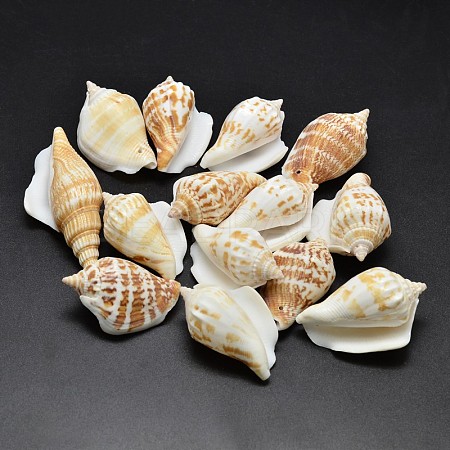 Natural Conch Shell Beads X-BSHE-O007-57-1