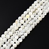 Natural White Shell Bead Strands SSHEL-N003-144C-01-1