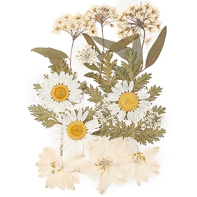 Pressed Dried Flowers DIY-YWC0001-100-1