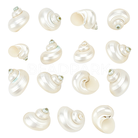 15Pcs Mini Natural Spiral Shell Beads FIND-PH0026-80-1