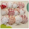 Beautiful Beach Sea Shells DIY-WH0044-01-1