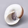 Large Natural Hermit Crab Shells DJEW-WH0007-12-2