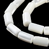Natural Trochus Shell Beads Strands X-BSHE-Z003-18-3