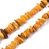 Natural Freshwater Shell Beads Strands SHEL-S278-071C-1
