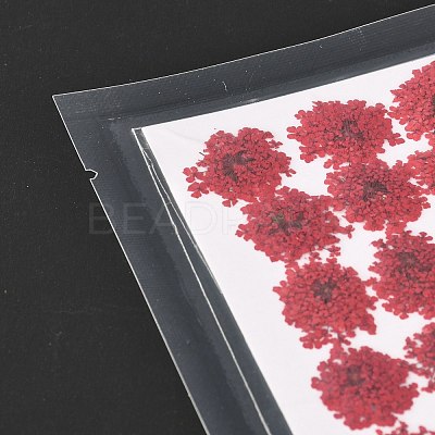 Pressed Dried Flowers DIY-K032-58C-1