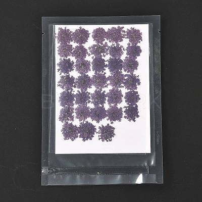 Pressed Dried Flowers DIY-K032-58D-1