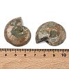 Natural Conch Fossil Cabochons SHEL-G021-01-3