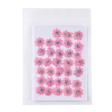 Pressed Dried Flowers DIY-K032-58G-1