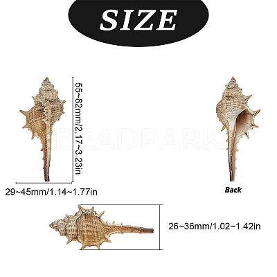 Natural Conch Shell Beads SSHEL-SC0001-08-1