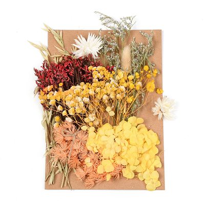 Dried Flower DIY-B018-13-1