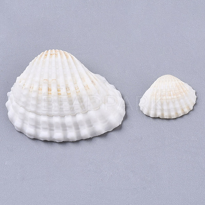 Natural Shell Beads SSHEL-S258-73-1
