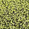 8/0 Inside Colours Transparent Glass Seed Beads X1-SEED-T007-06C-2