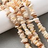 Natural Shell Beads Strands BSHE-G029-01B-2