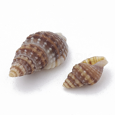 Sea Shell Beads SSHEL-S258-03-1