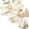 Dyed Natural Trochus Shell Beads Strands SSHEL-C013-09J-3