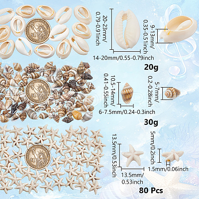 Natural Conch & Cowrie Shell Display Decorations DJEW-NB0001-53-1