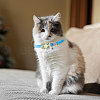 4Pcs 4 Colors Polyester Dog Flower Ties with Adjustable Collar AJEW-GL0002-59-7