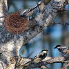 Jute Twine Imitation Bird's-nest AJEW-WH20121-14C-4