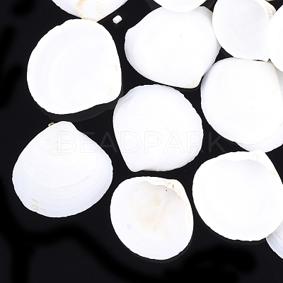 Natural Ark Shell Beads SSHEL-T005-09-1