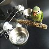 Stainless Steel Bird Food Feed Tool Sets AJEW-GA0002-04-7
