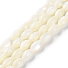 Natural Trochus Shell Beads Strands BSHE-E030-02A-1
